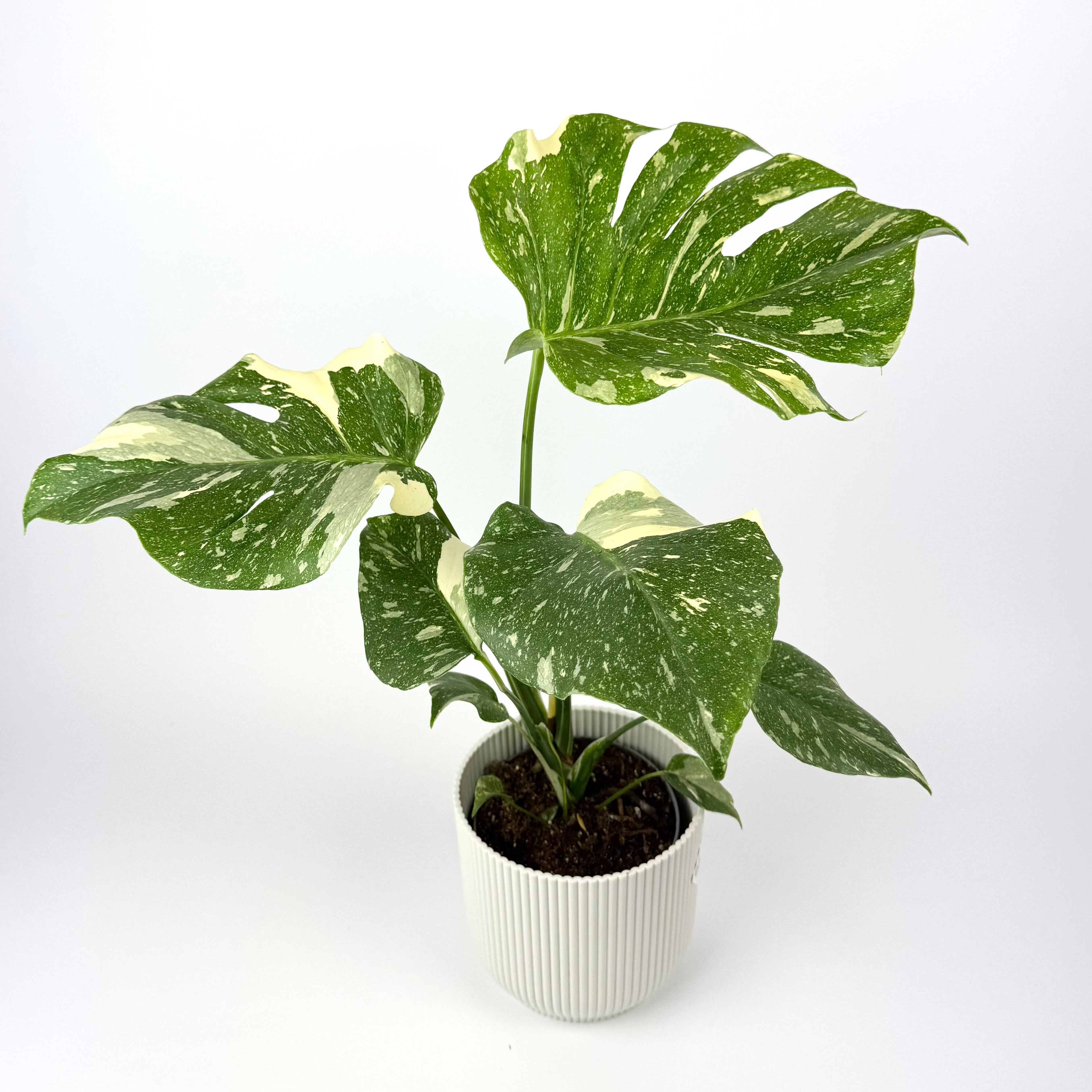 12cm Monstera Creme Brulee Houseplant