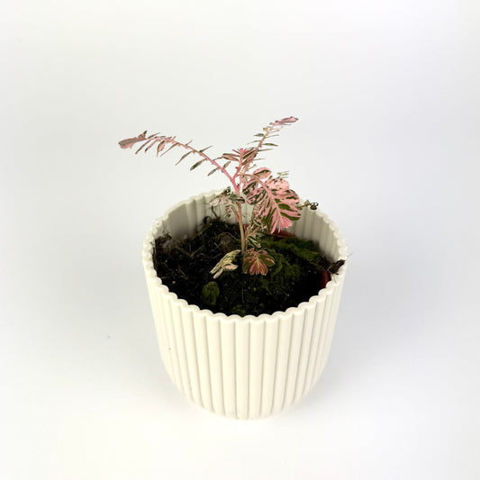 Phyllanthus Urinaria Variegated 6cm Pot Size Houseplant