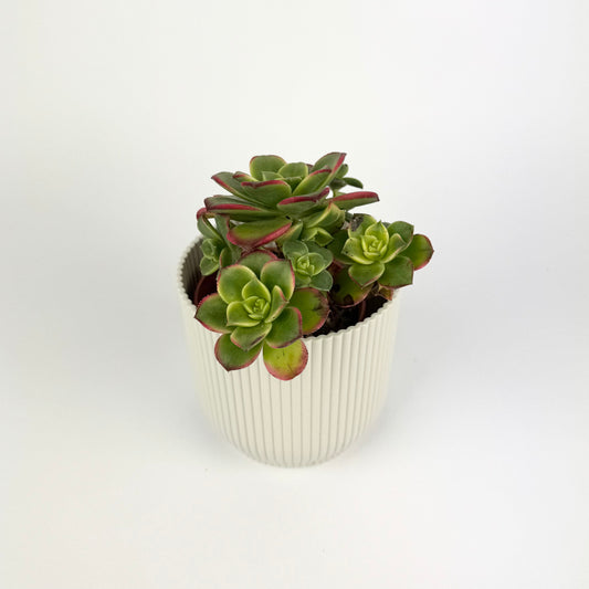 Aeonium Tricolor 8.5cm Houseplant