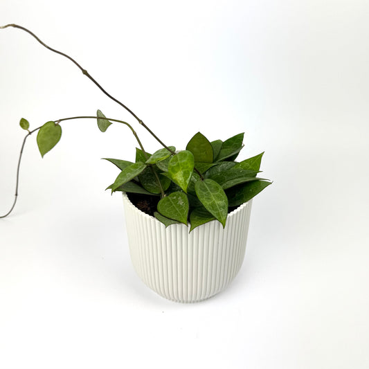 Hoya Parasitica Black Edge 12cm Pot Size Houseplant