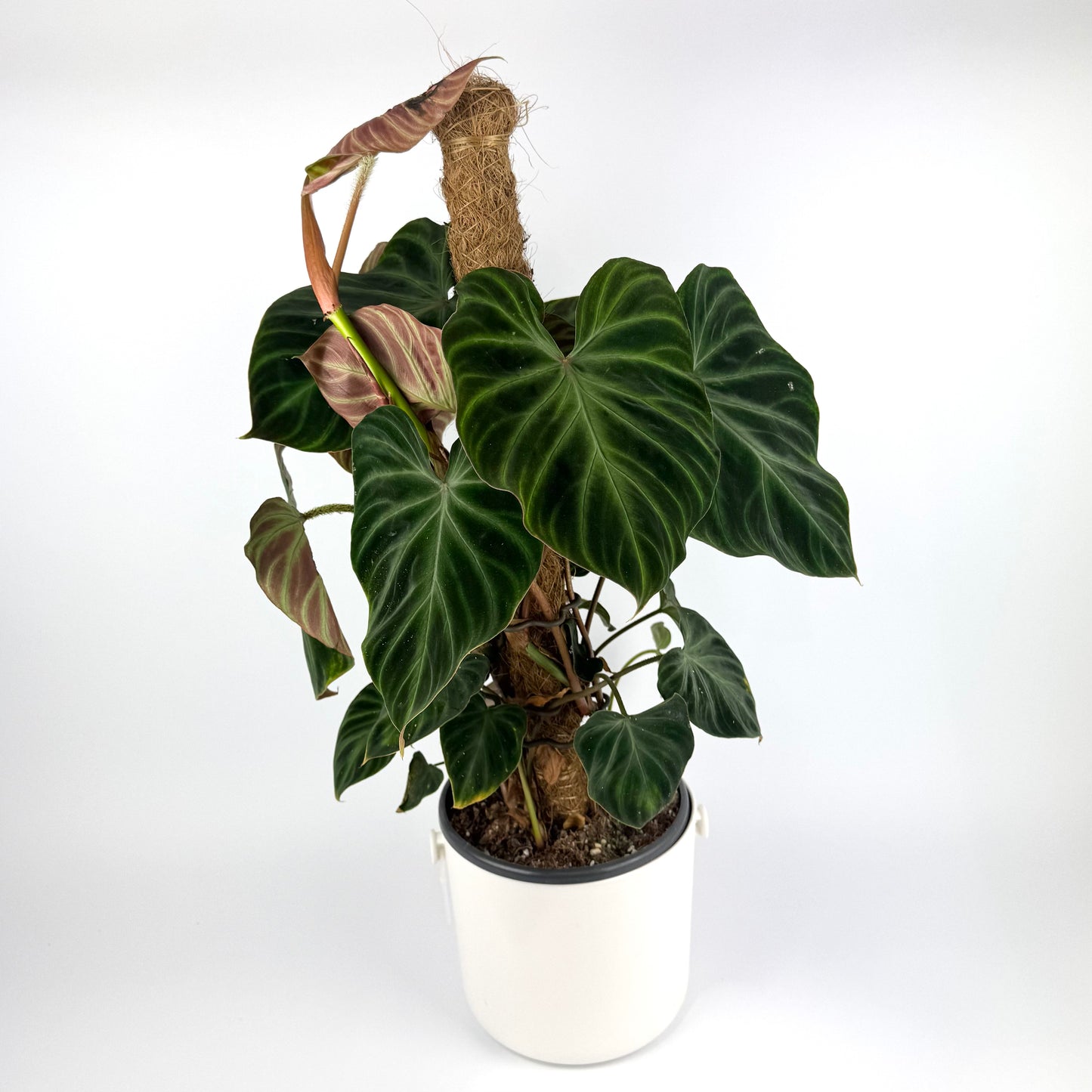 Philo Verrucosum Mosspole 16cm Houseplant