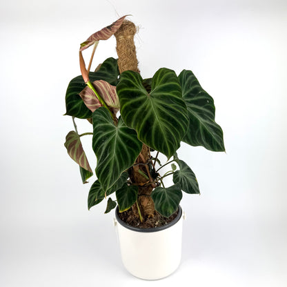 Philo Verrucosum Mosspole 16cm Houseplant
