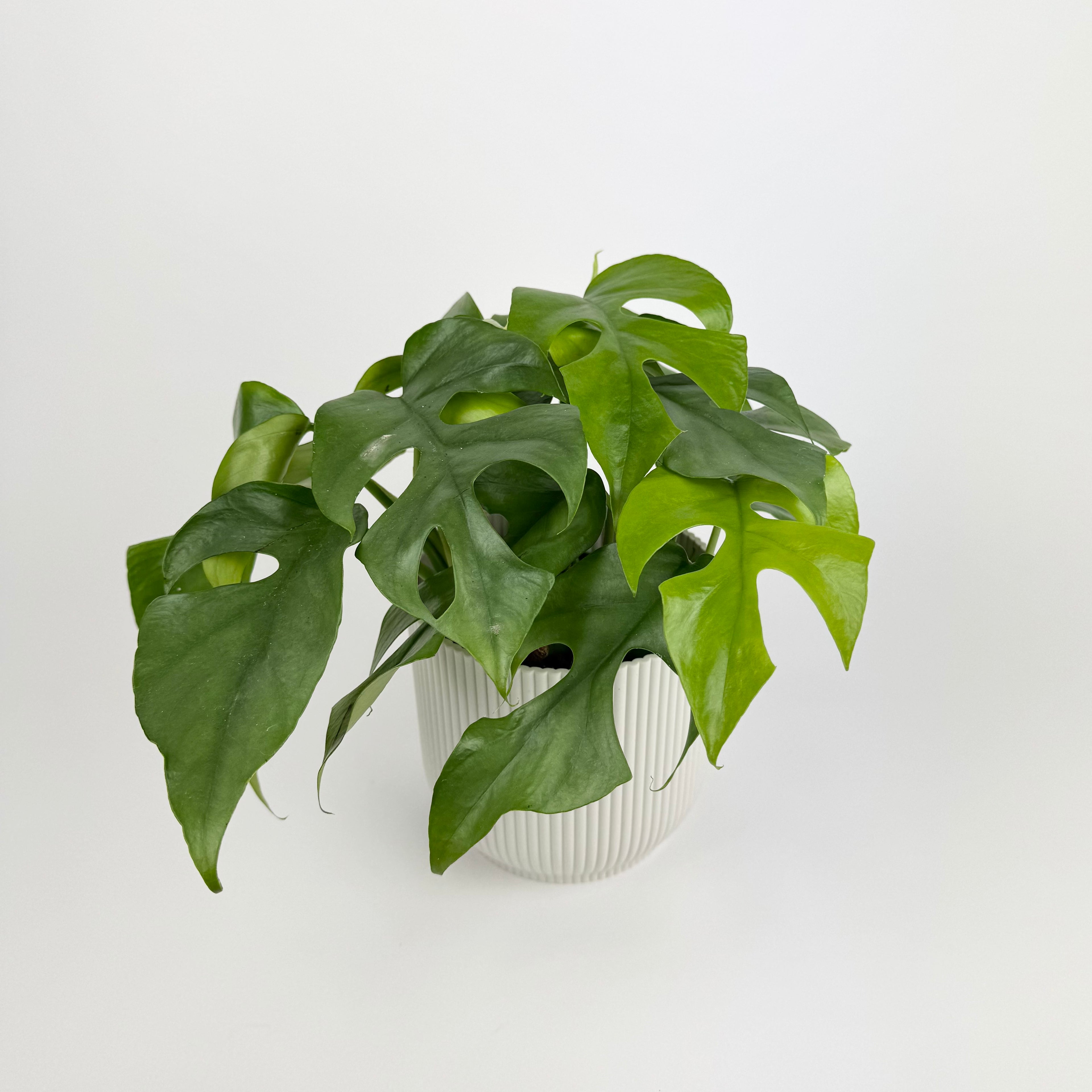 Monstera Minima 12cm Pot Houseplant