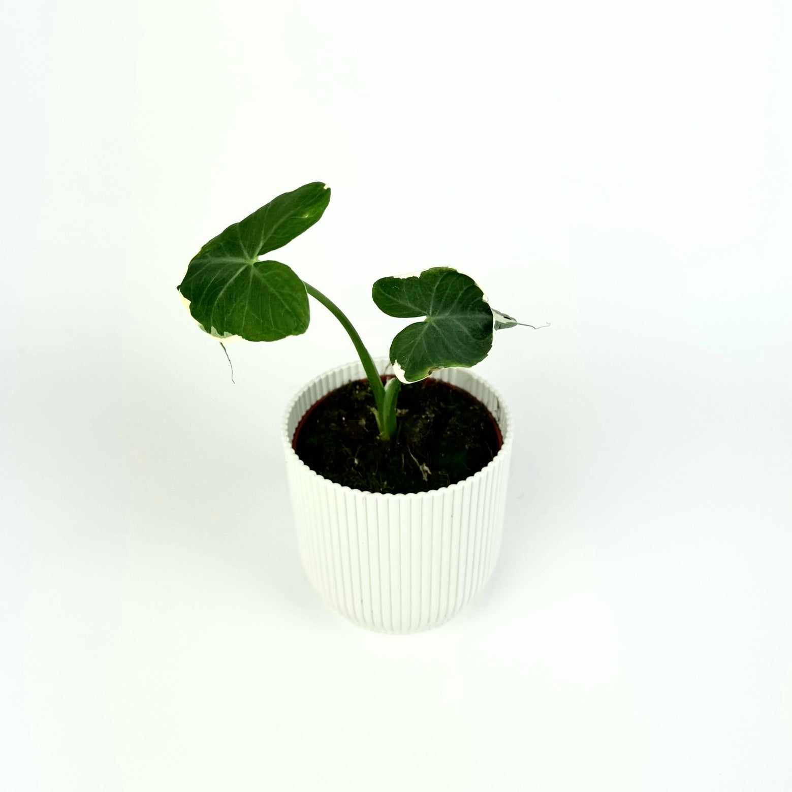 Alocasia Micky Mouse 10.5cm Houseplant