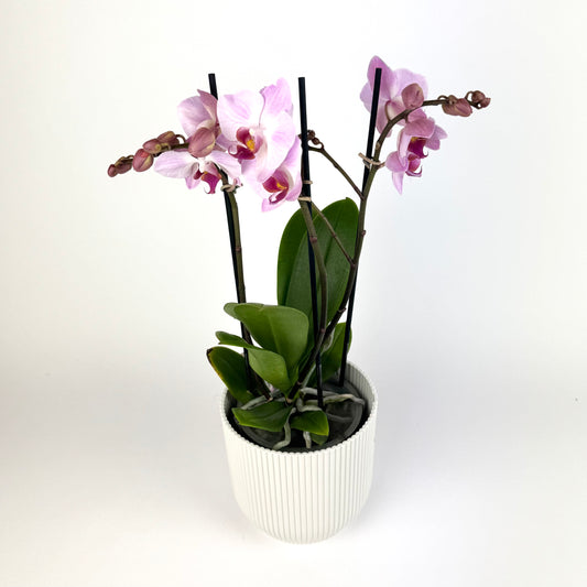 Phalanopsis 3 Stem Pink 12cm Houseplant