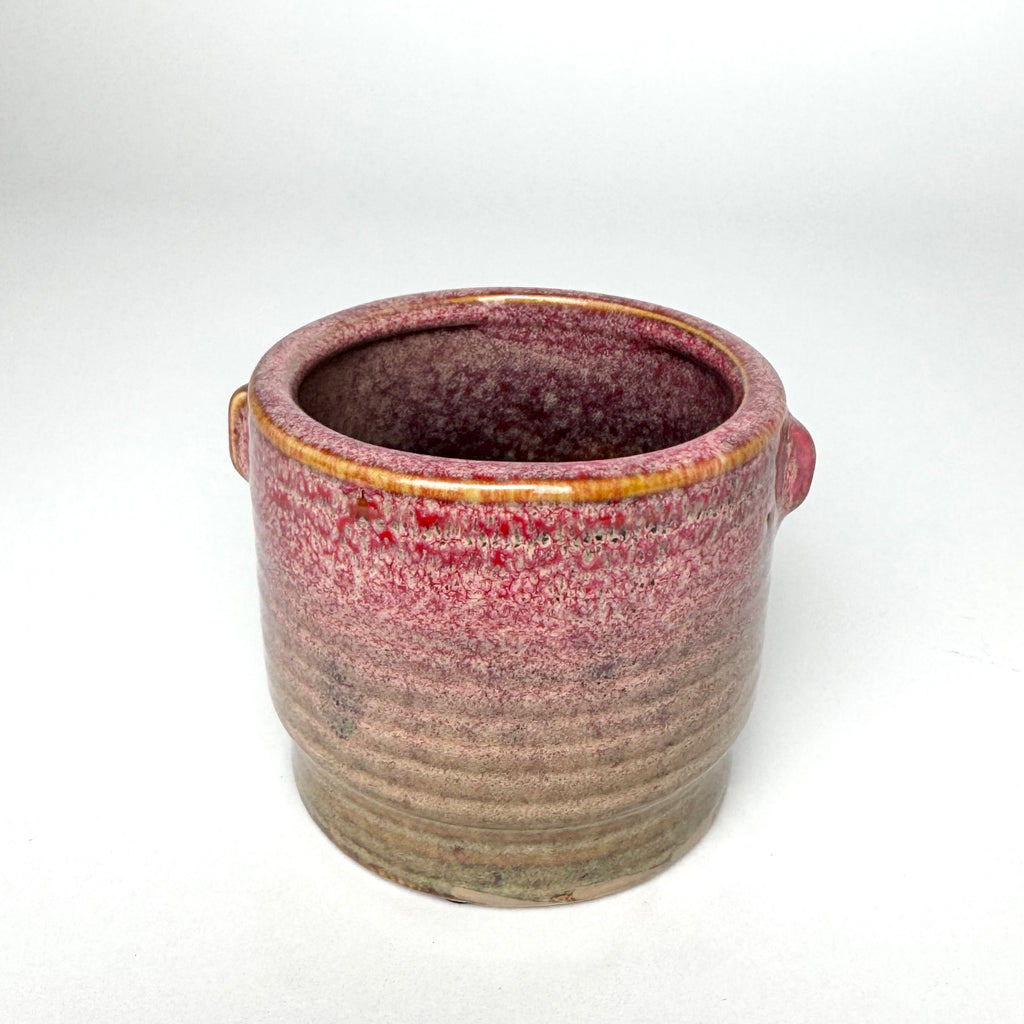 Desk Buddy Plant & Pot Bundle