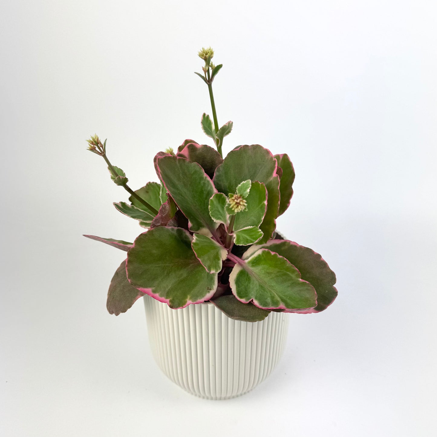 Kalanchoe Variegated Multicolour 13cm Pot Size Houseplant