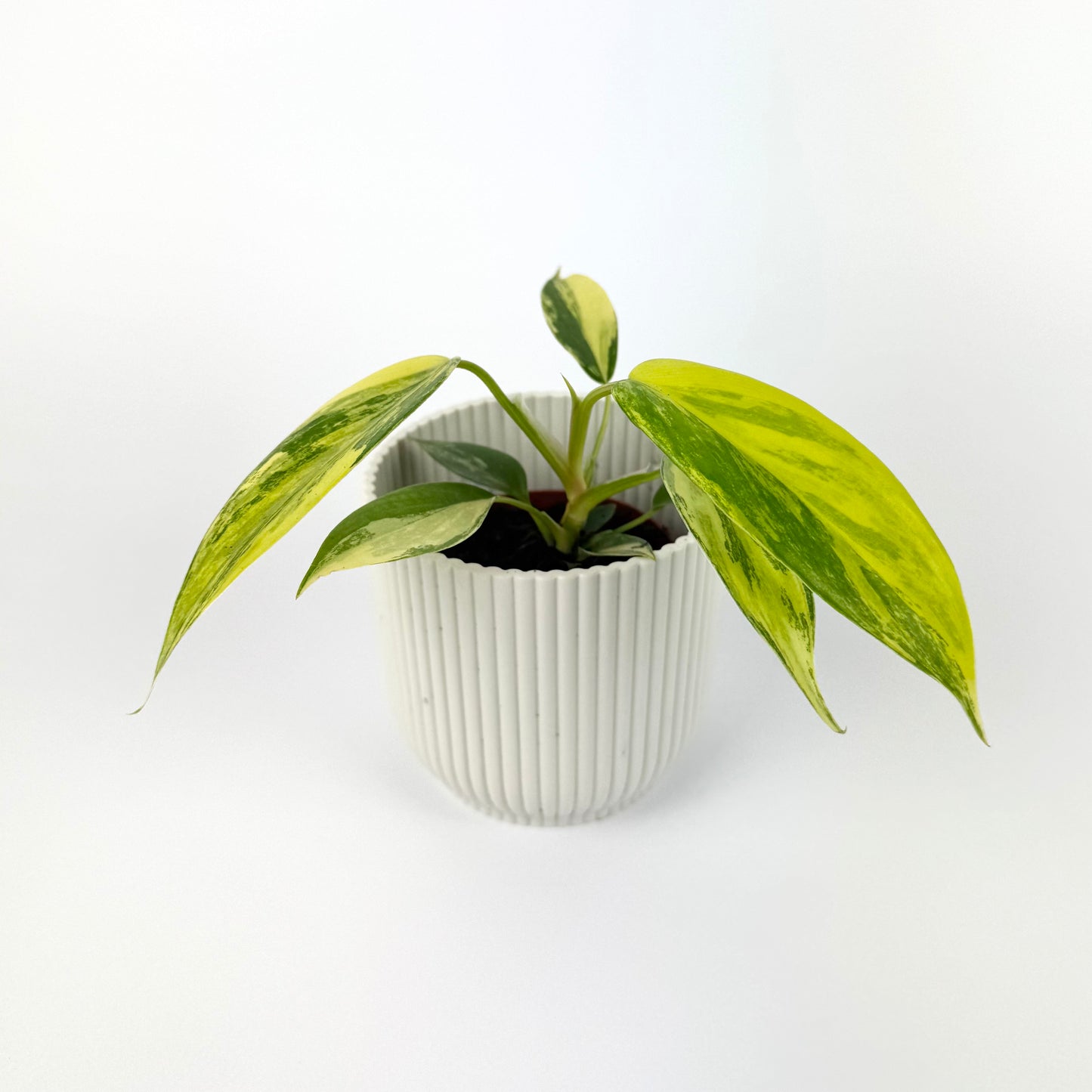 Philodendron Florida Beauty 7cm Houseplant