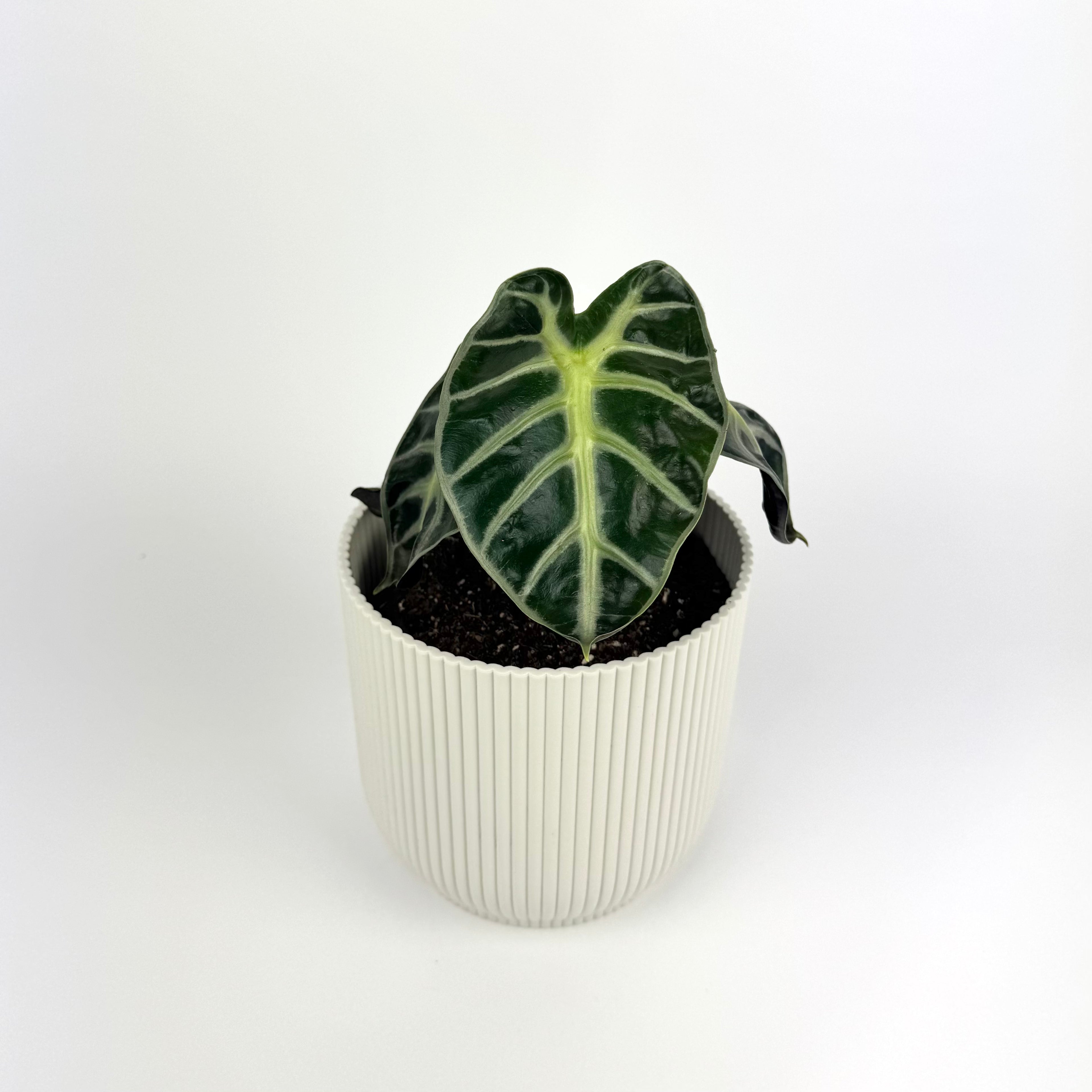 Alocasia Balloon Heart 12cm Houseplant