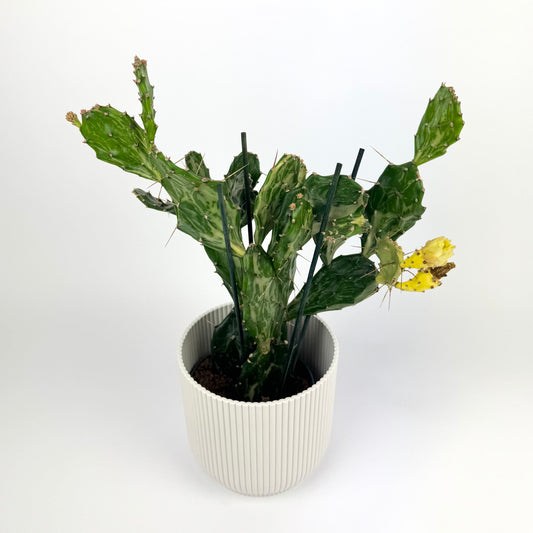 Opuntia Jamaica Ghost 12cm Houseplant