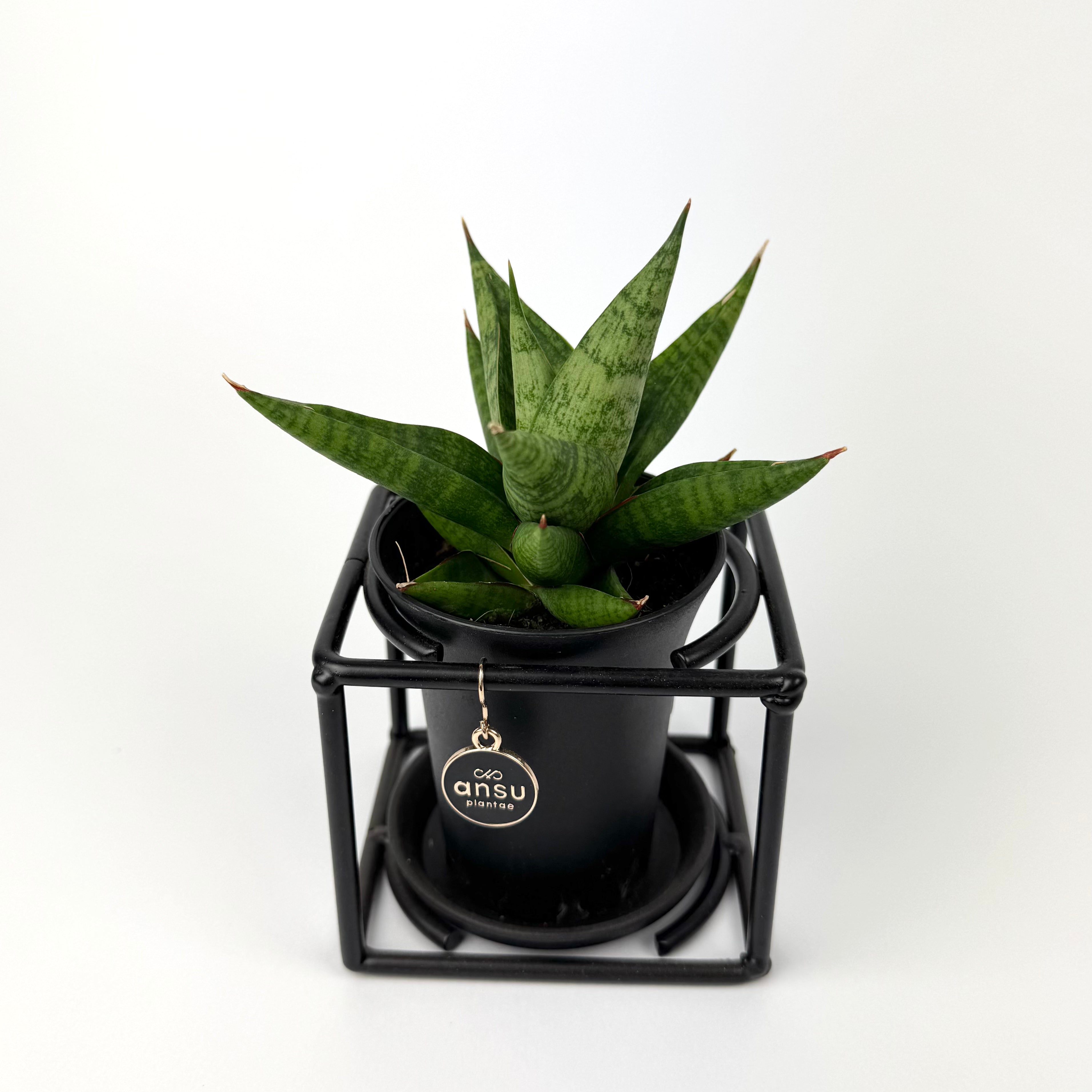 Sanseveria Mixed Mini In Metal Cage Houseplant