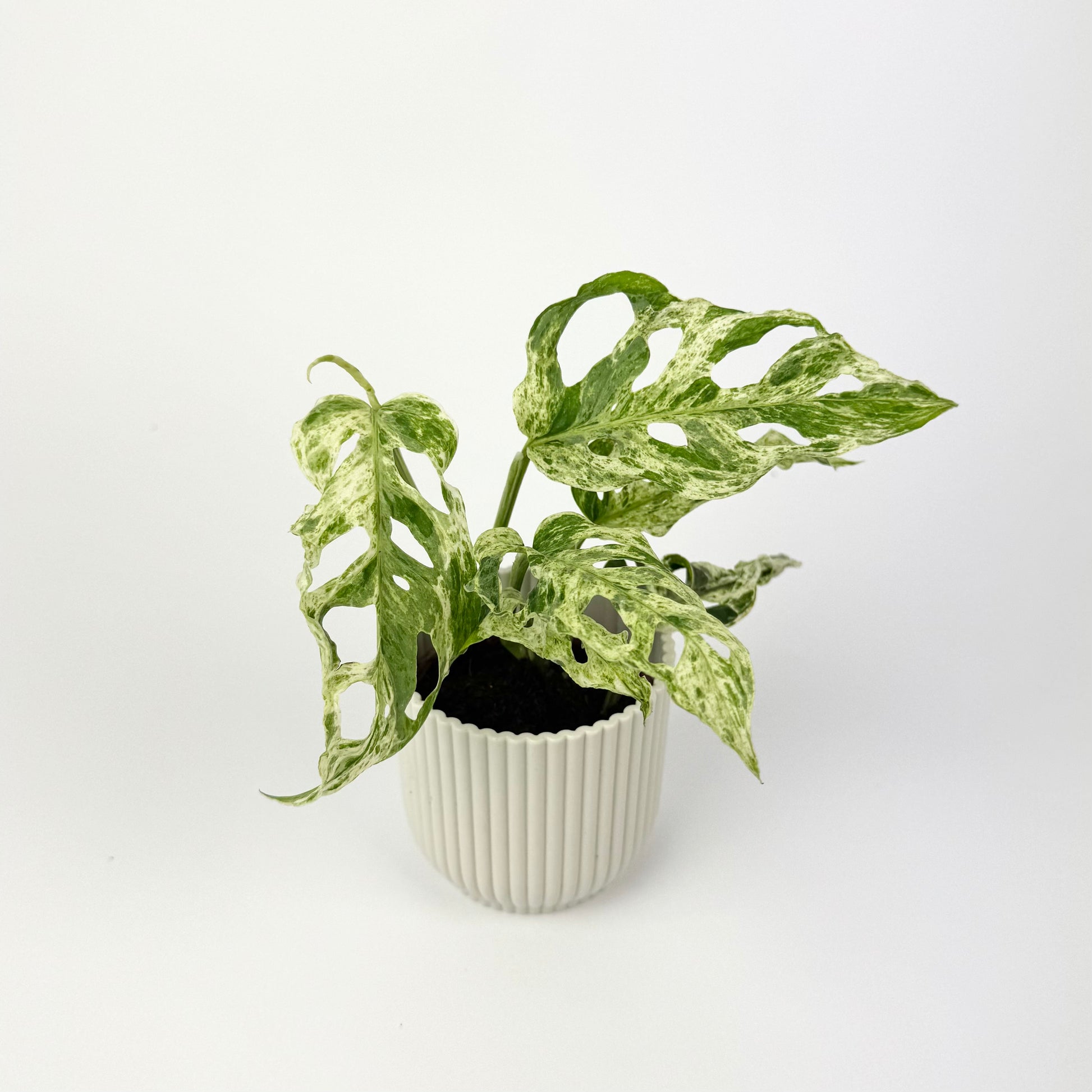 Mini Monstera Frozen Freckles 6cm Houseplant