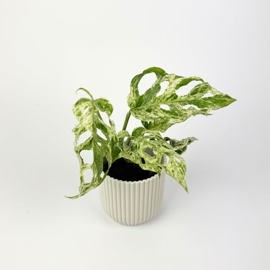 Mini Monstera Frozen Freckles 6cm Houseplant