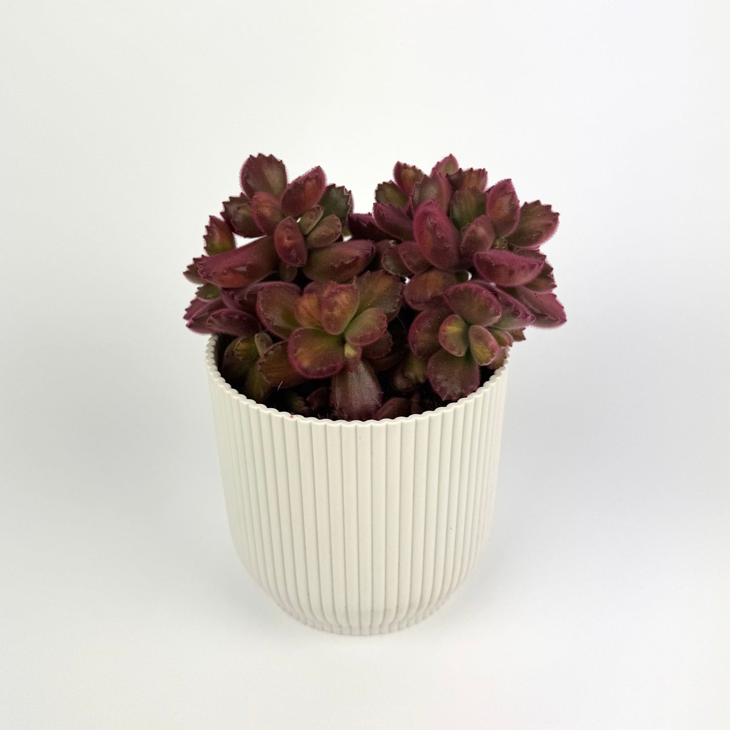 Cotyledon Ladismithiensis Houseplant
