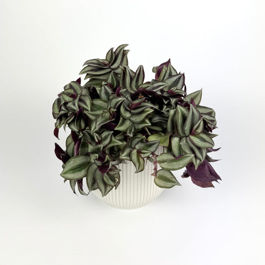 Tradescantia Zebrina 12cm Houseplant