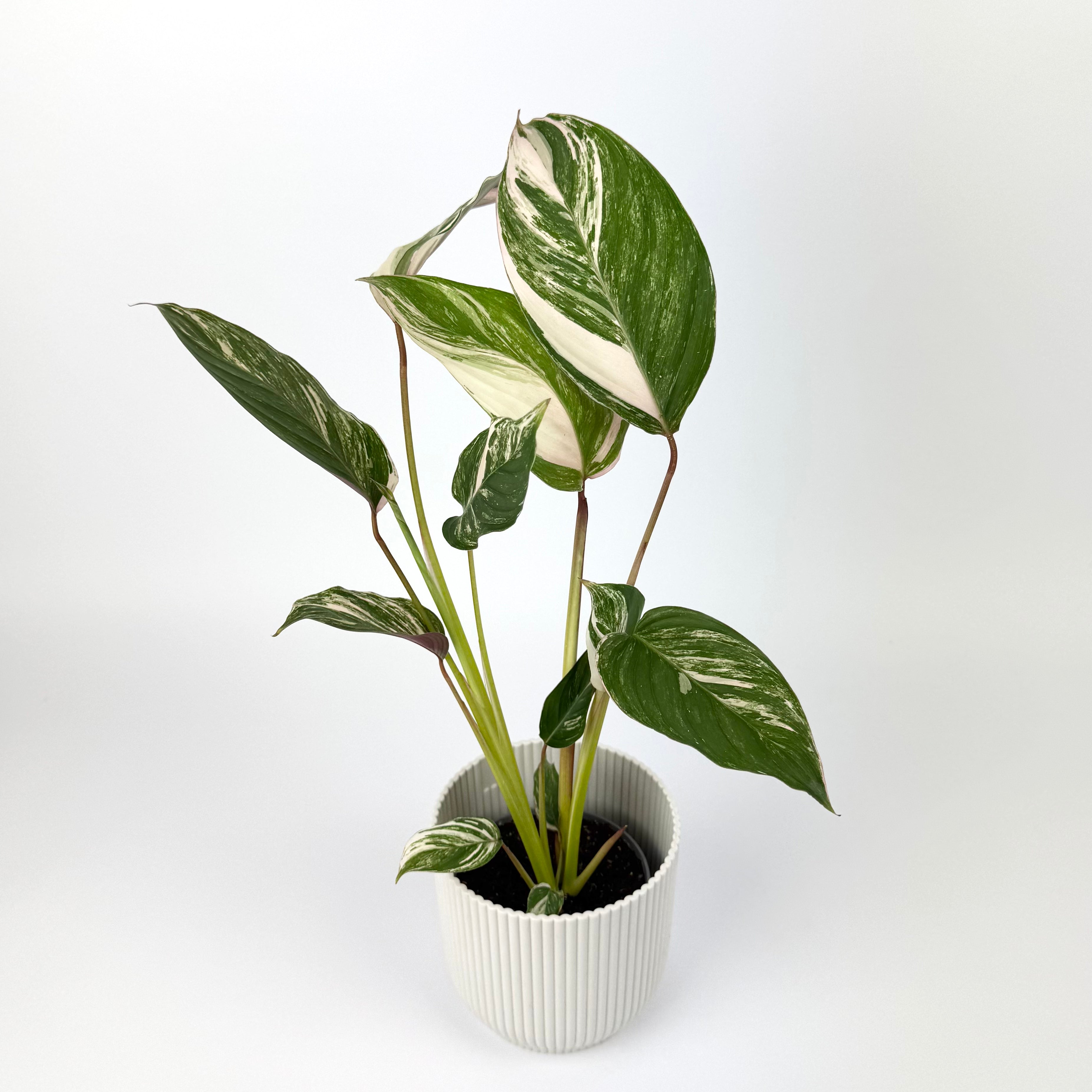 Calathea Princess Dalya 9cm Houseplant