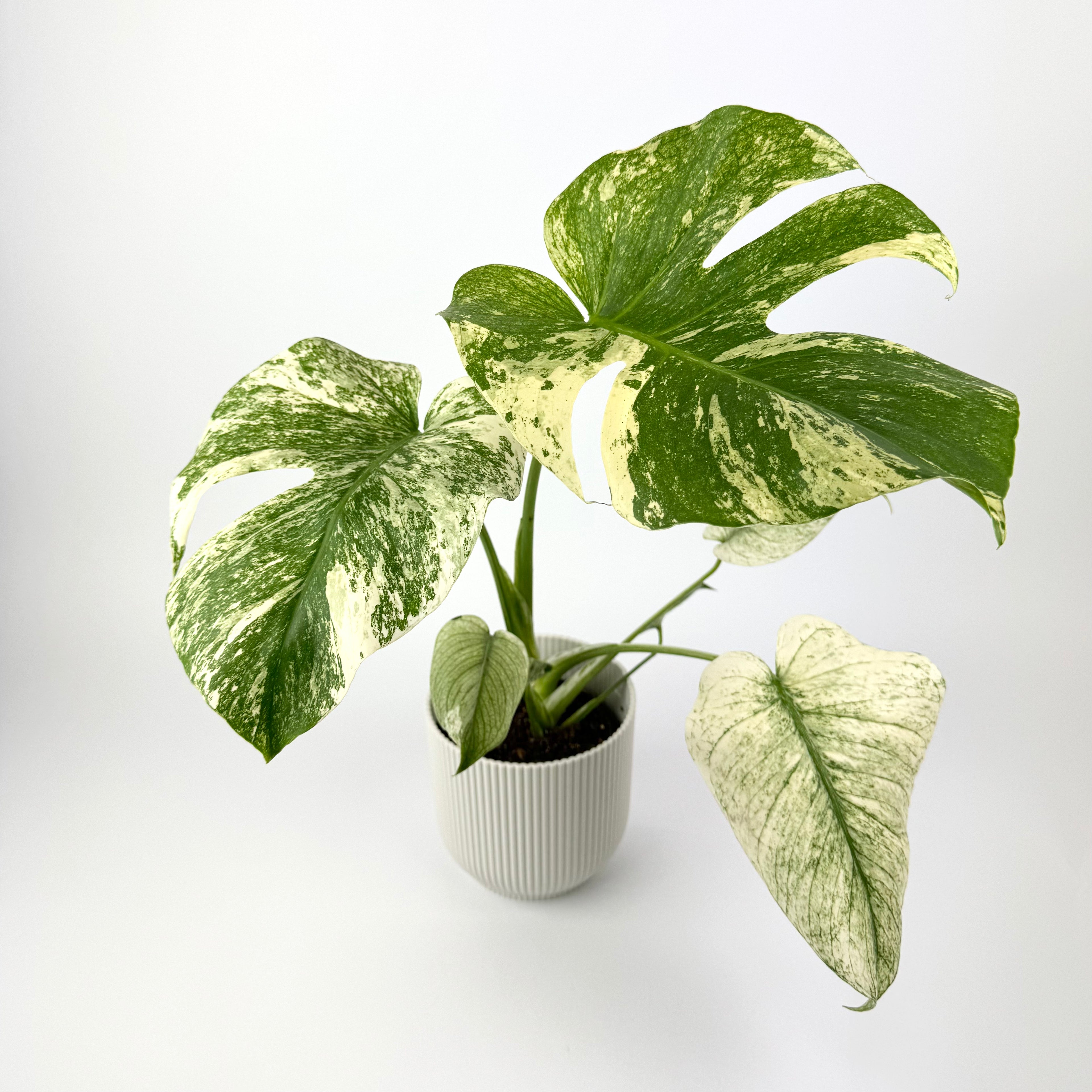 Monstera Deliciosa Mint 12cm Houseplant
