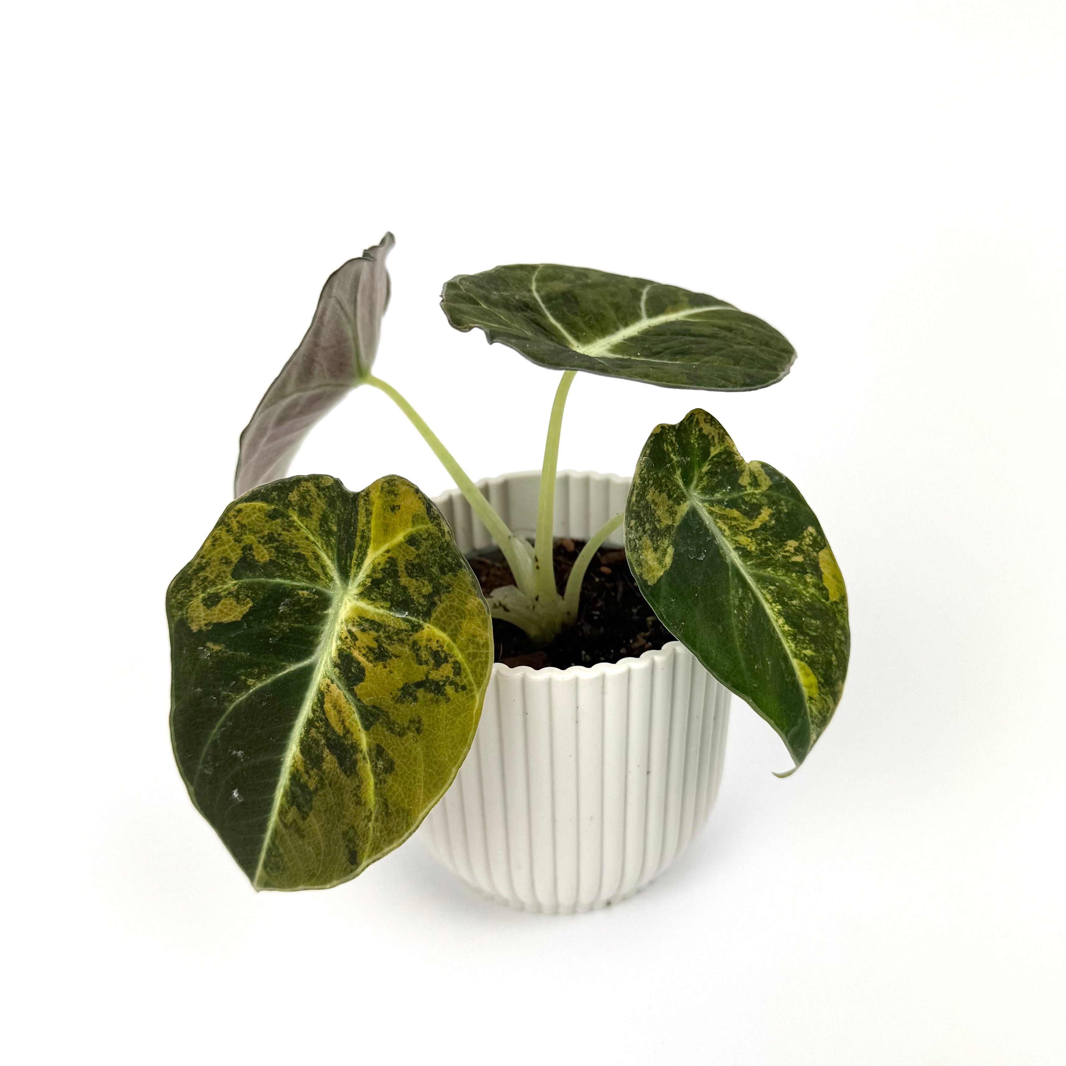 The Alocasia Black Velvet Gold Aurea 6cm Potsize Houseplant