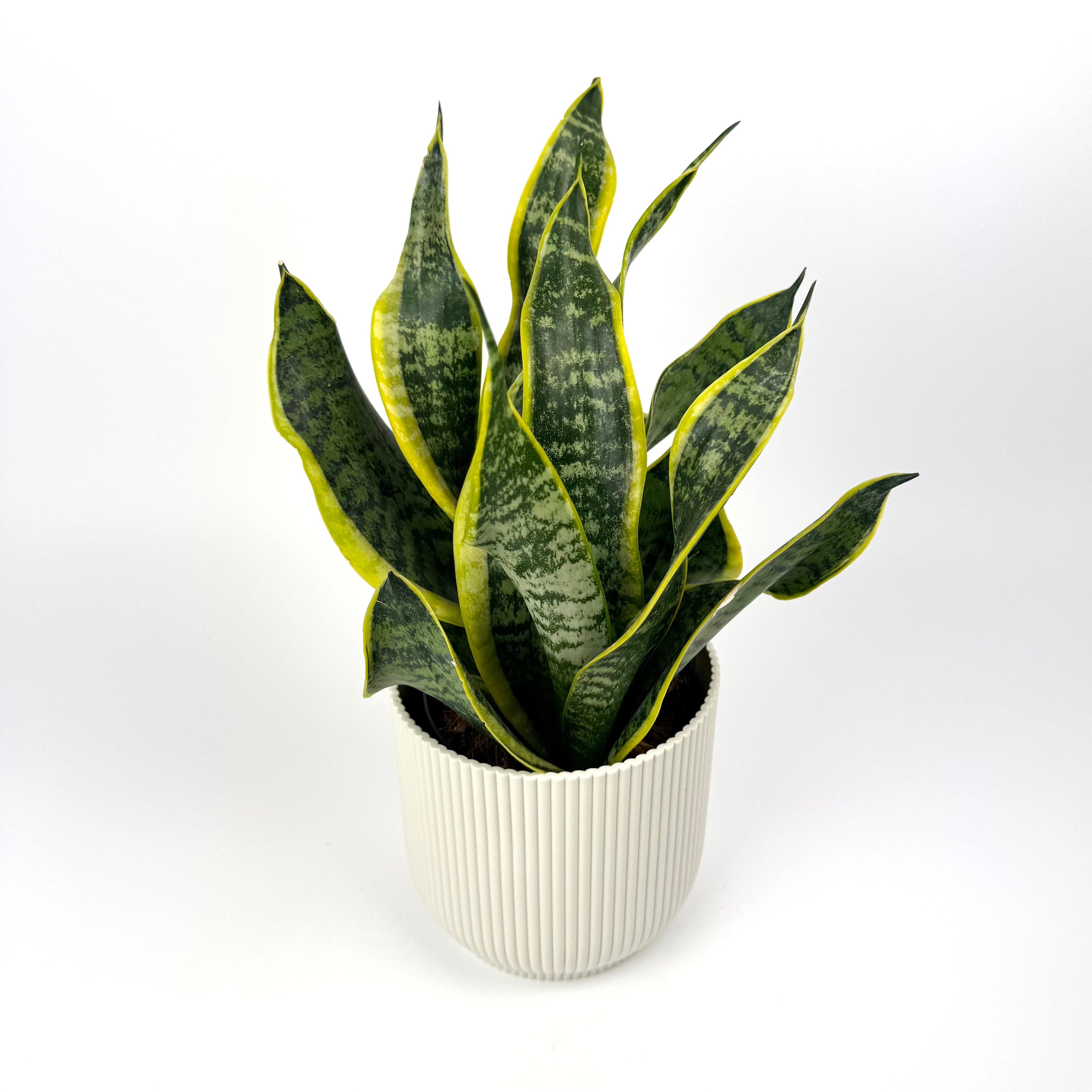 Sanseveria Dragon Tongue 12cm Pot Size Houseplant
