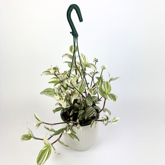 Tradescantia Albovittata 14cm Houseplant