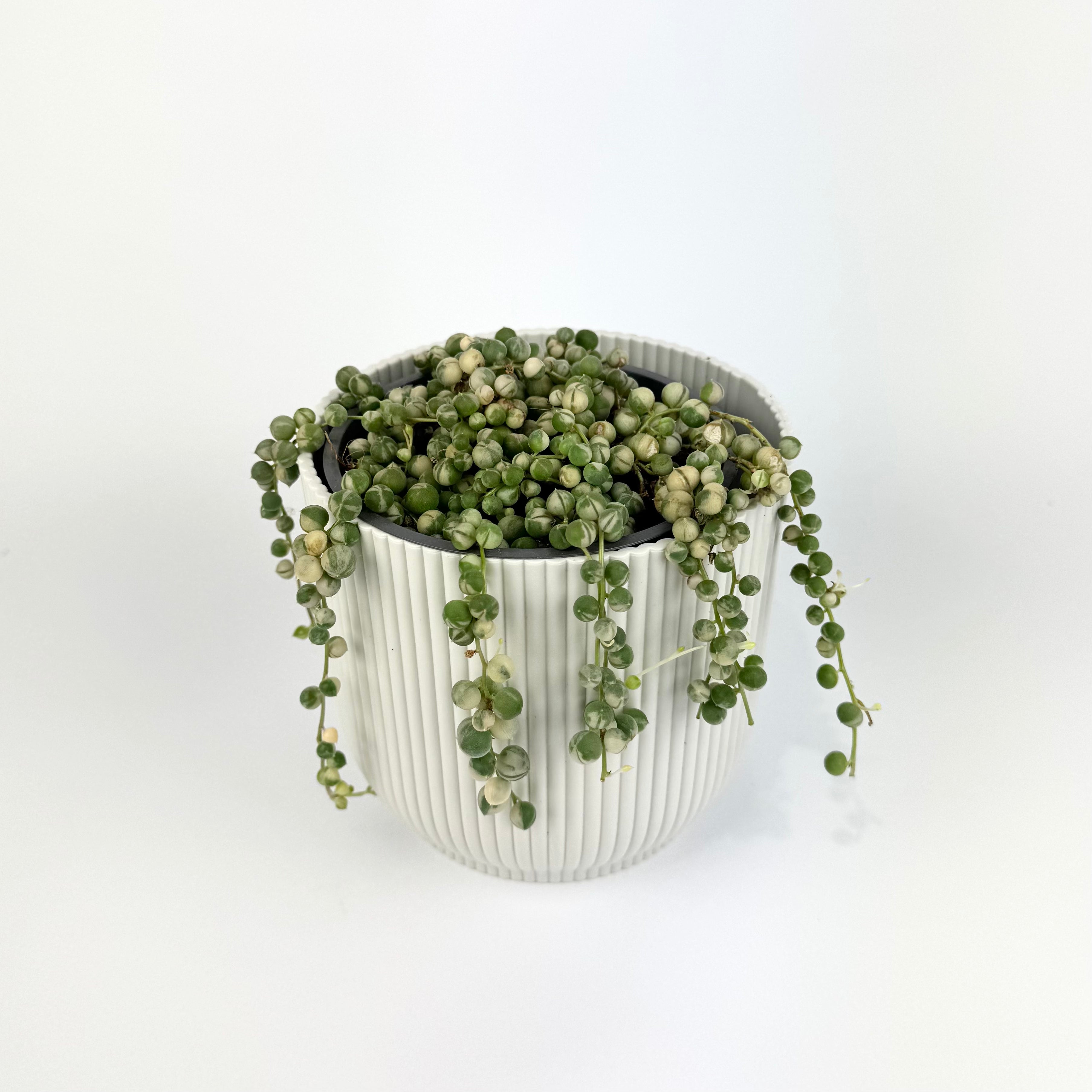 String of Pearls Variegated 12cm