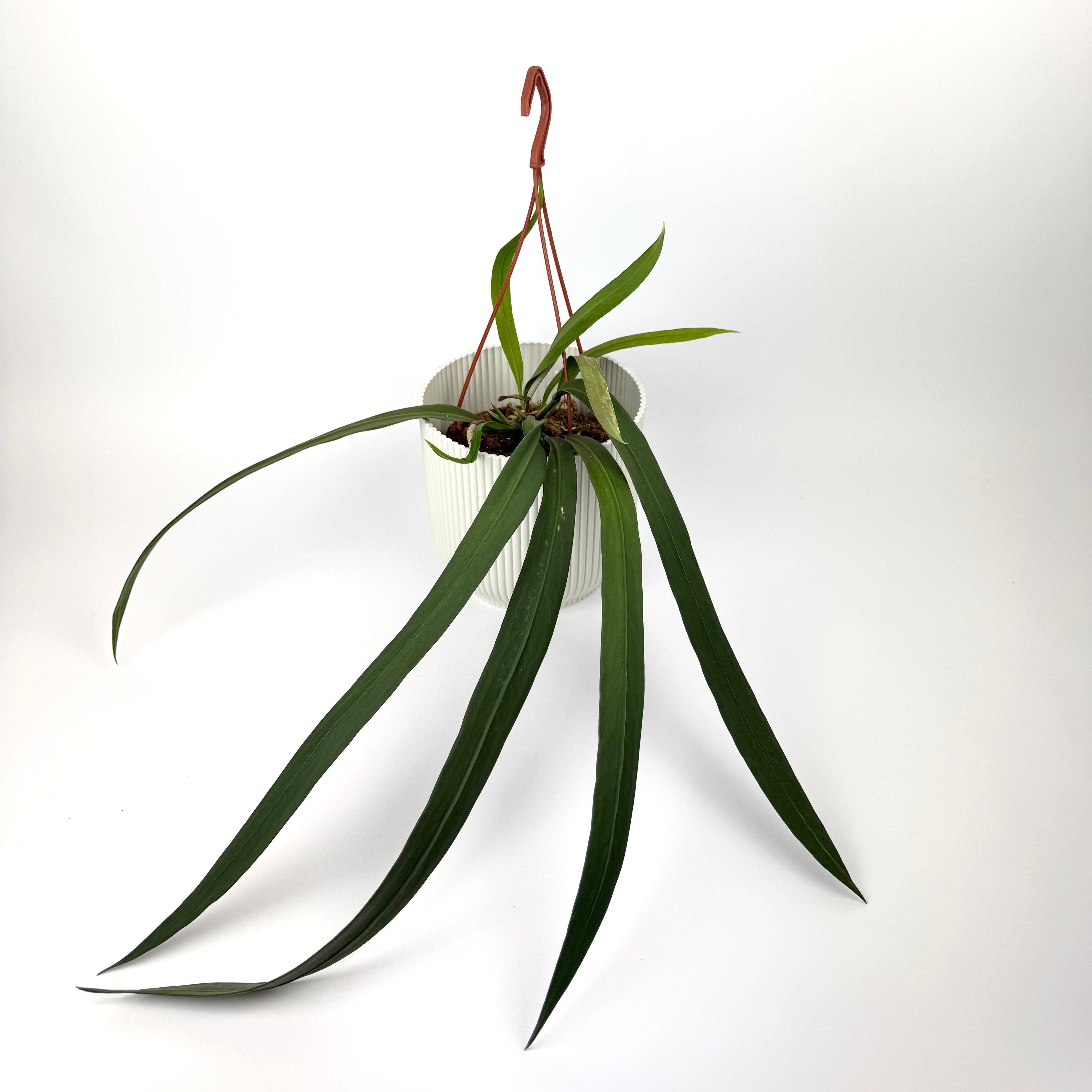 Anthurium Vittarifolium 14cm Houseplant