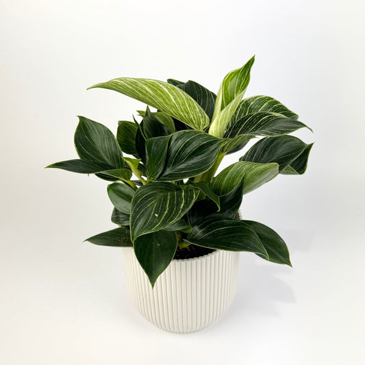 Philodendron Birkin Compactum 12cm Houseplant