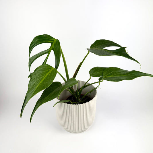 Monstera Burle Marx Flame 15cm Houseplant - pre order