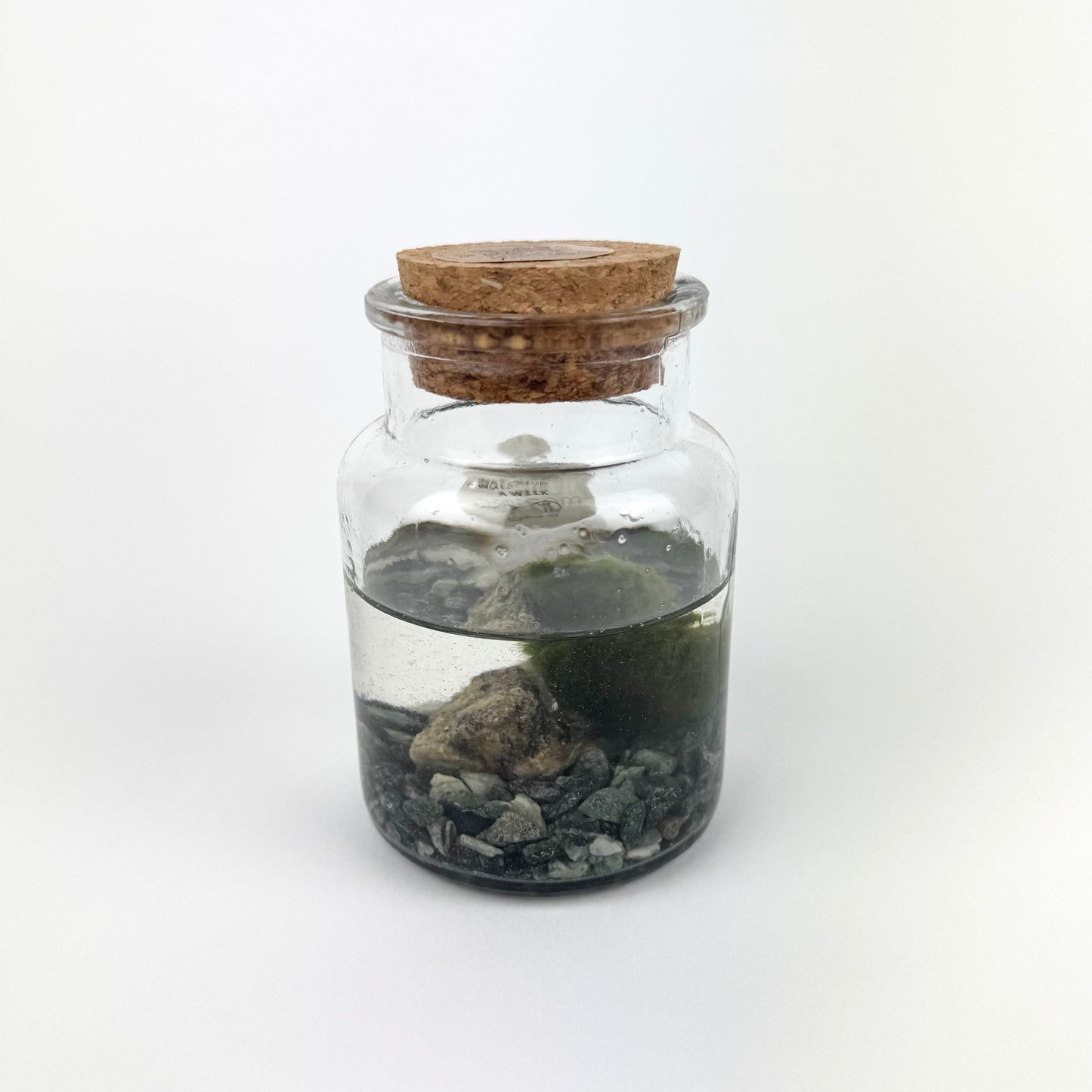 Marimo Moss Ball In A Jar Houseplant