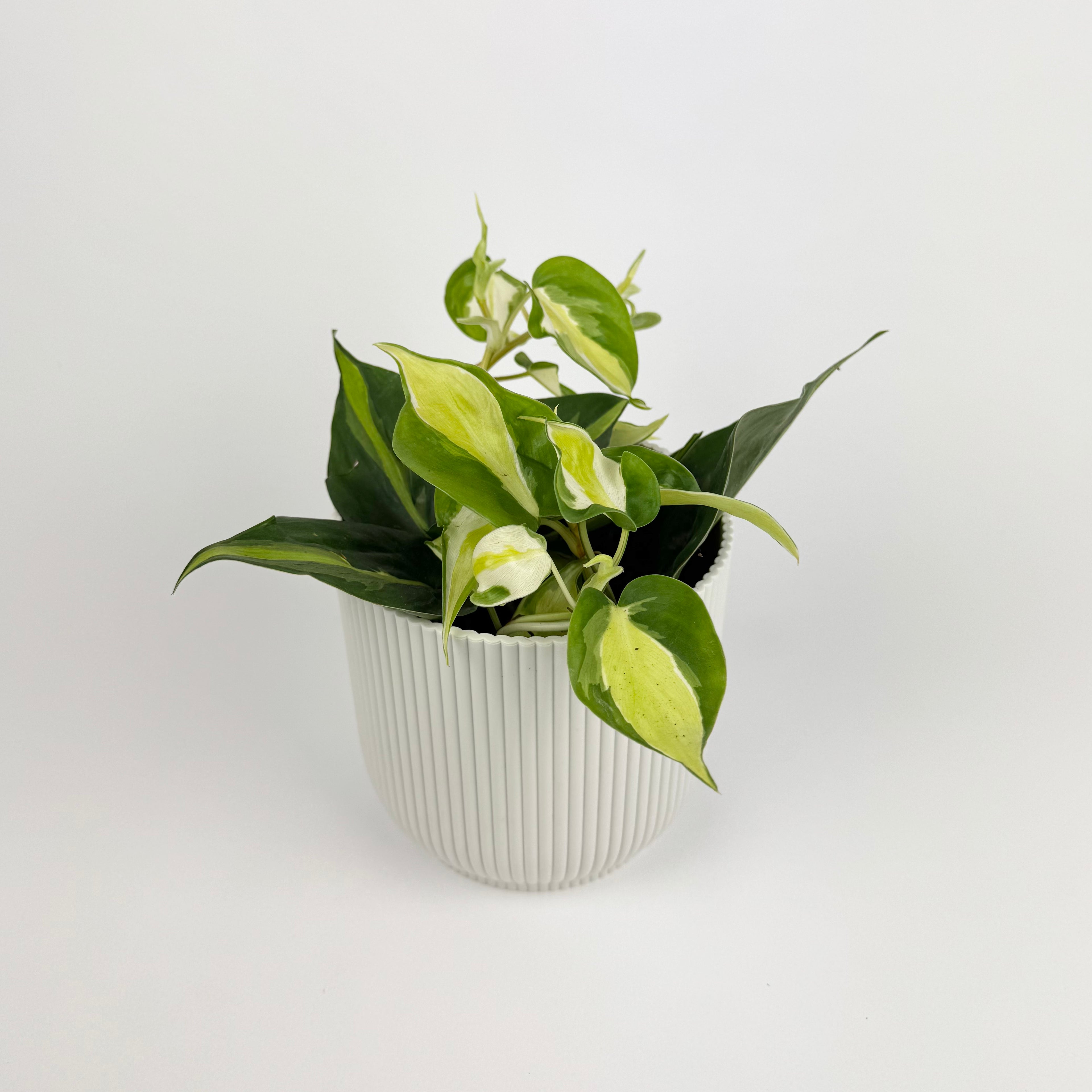 Philodendron Cream Splash 10.5cm Pot Houseplant