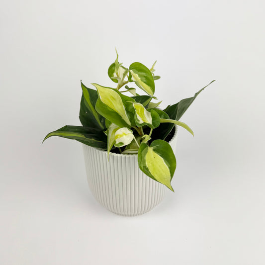 Philodendron Cream Splash 10.5cm Pot Houseplant