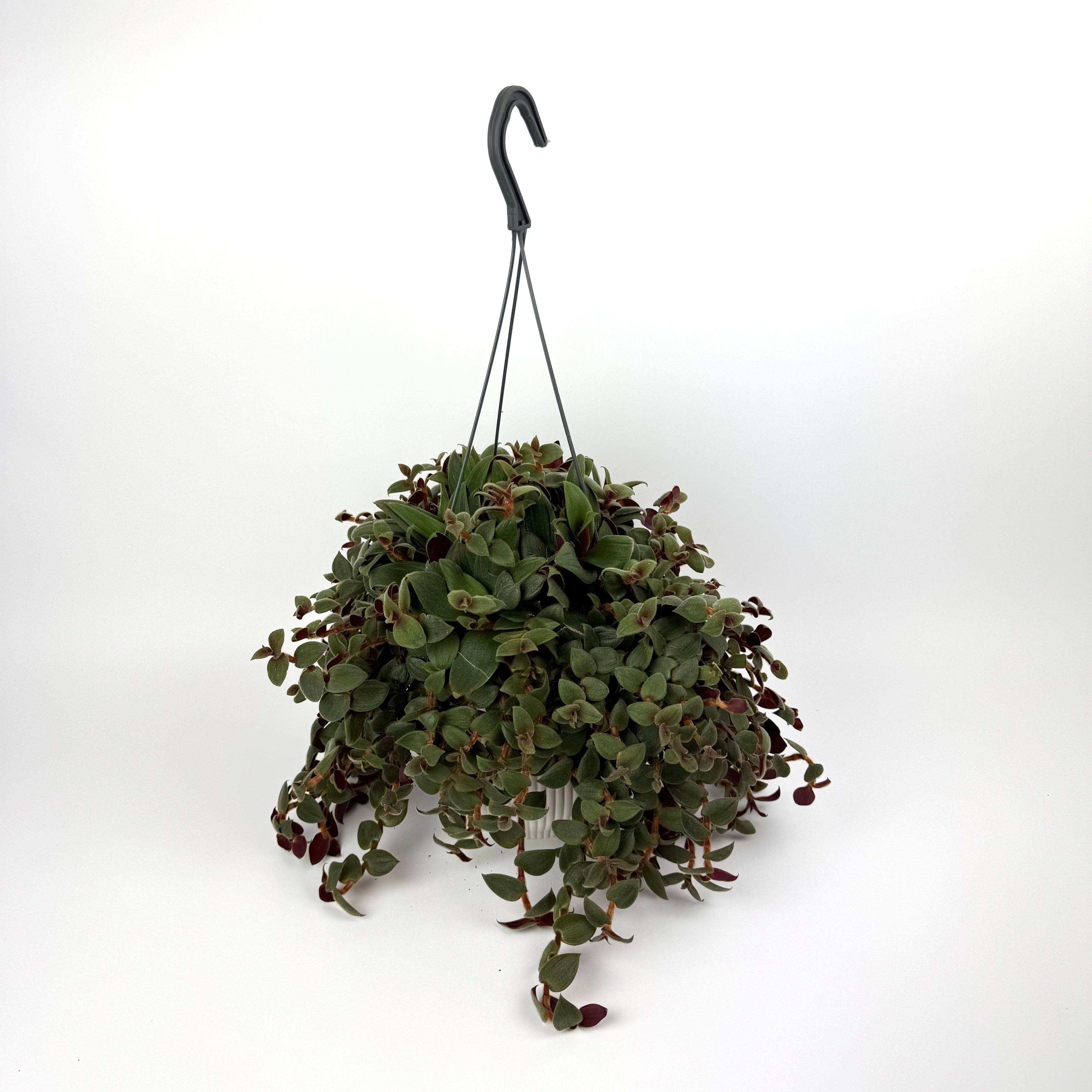 Tradescantia Brown hill 17cm Pot Size Houseplant