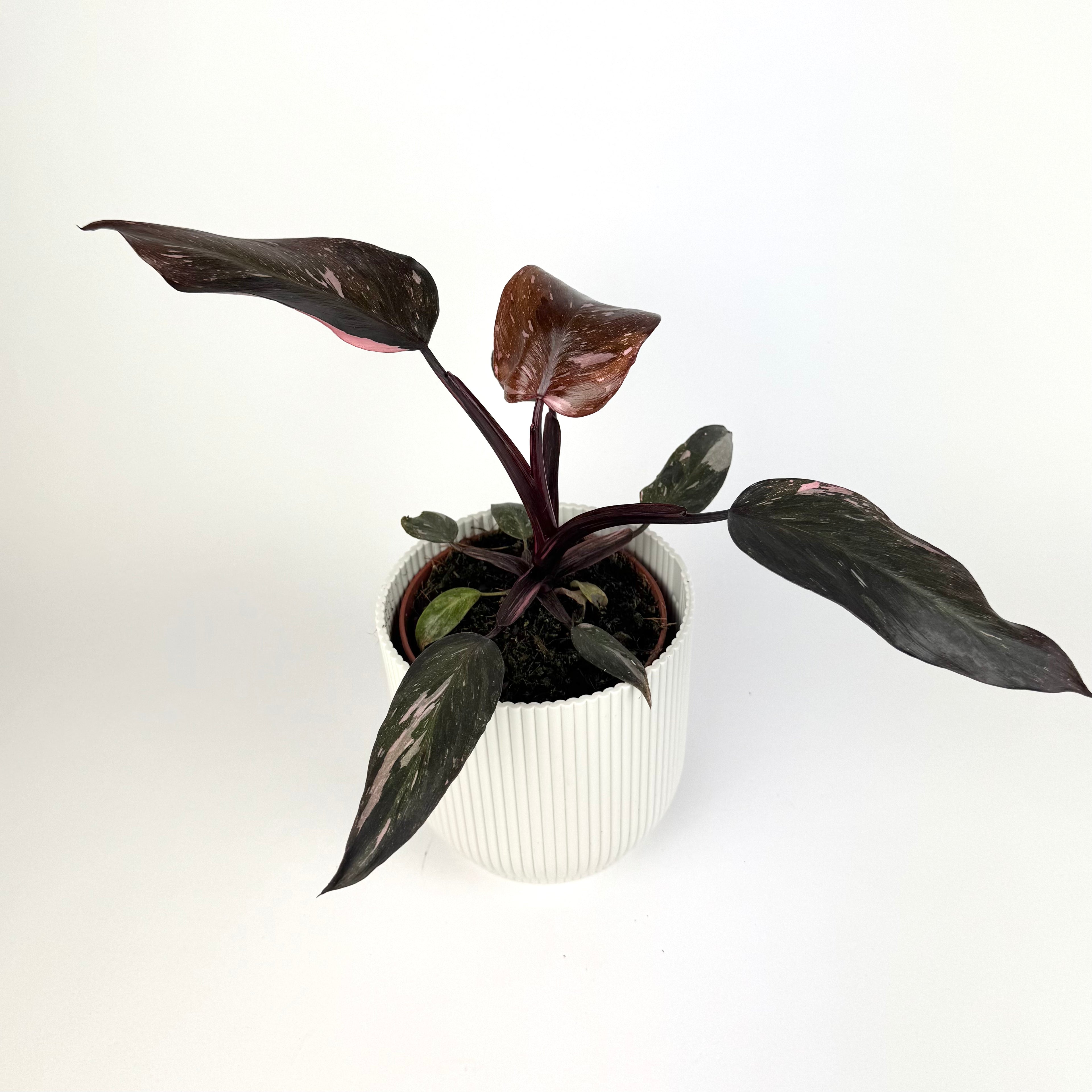 Philodendron Pink Princess Marble Indoor Houseplant