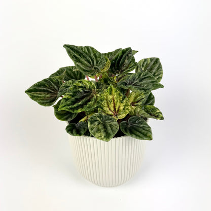 Peperomia Buenos Aires 12cm Houseplant