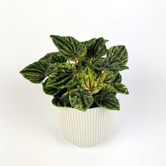 Peperomia Buenos Aires 12cm Houseplant
