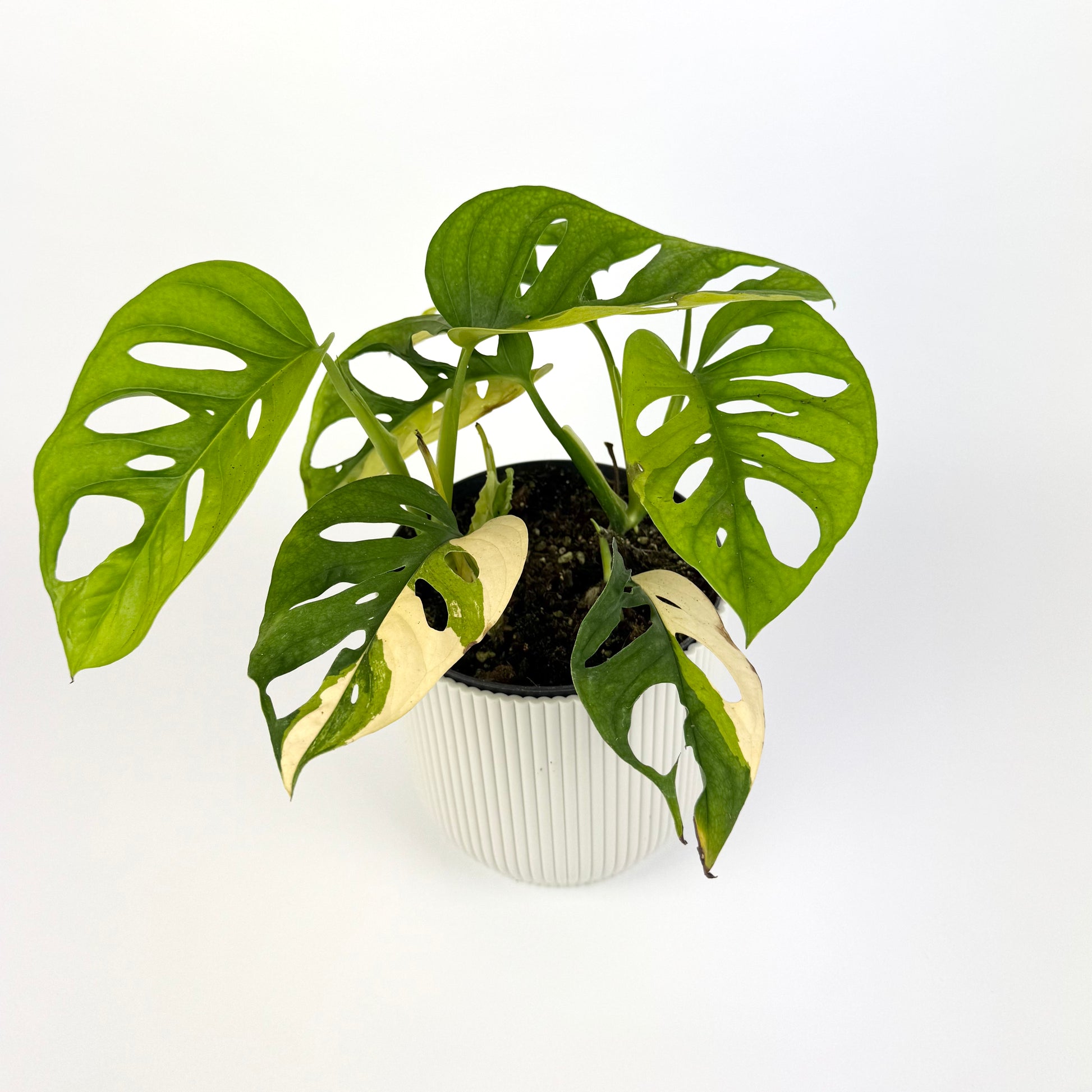 monkey house plant Monstera Monkey Aurea 14cm Houseplant – OH SO Floral
