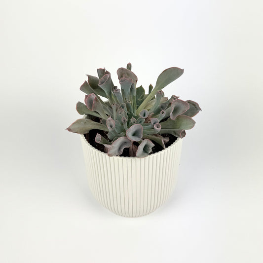 Echeveria Trumpet Pinky 13cm Houseplant