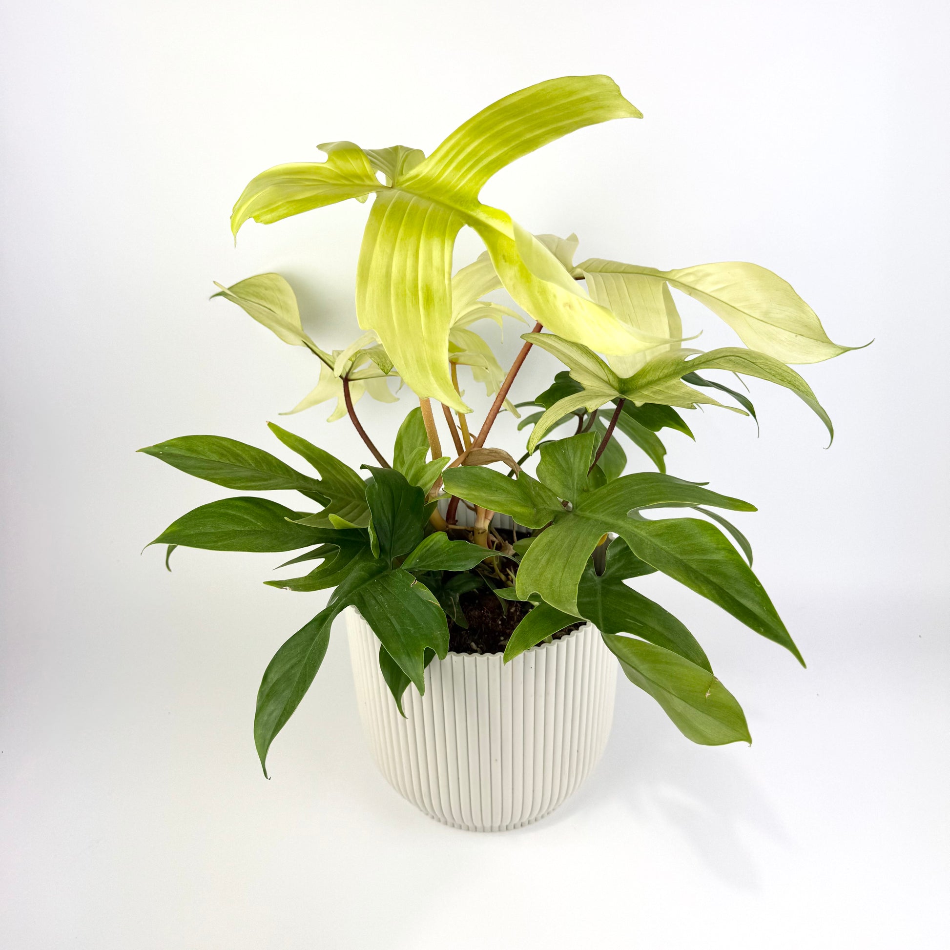 ghost plant indoors Philodendron Florida Ghost 19cm Houseplant – OH SO Floral