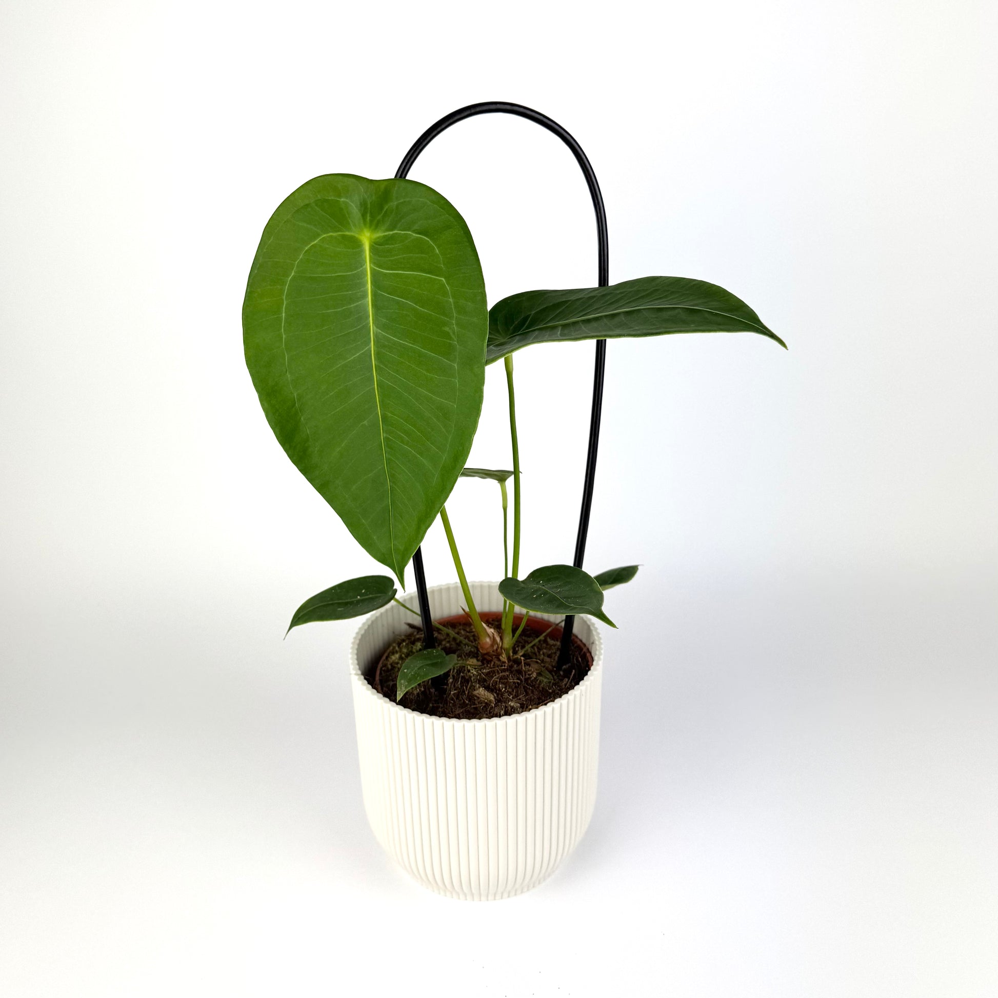 anthurium peltigerum care Anthurium Peltigerum 12cm Houseplant – OH SO Floral