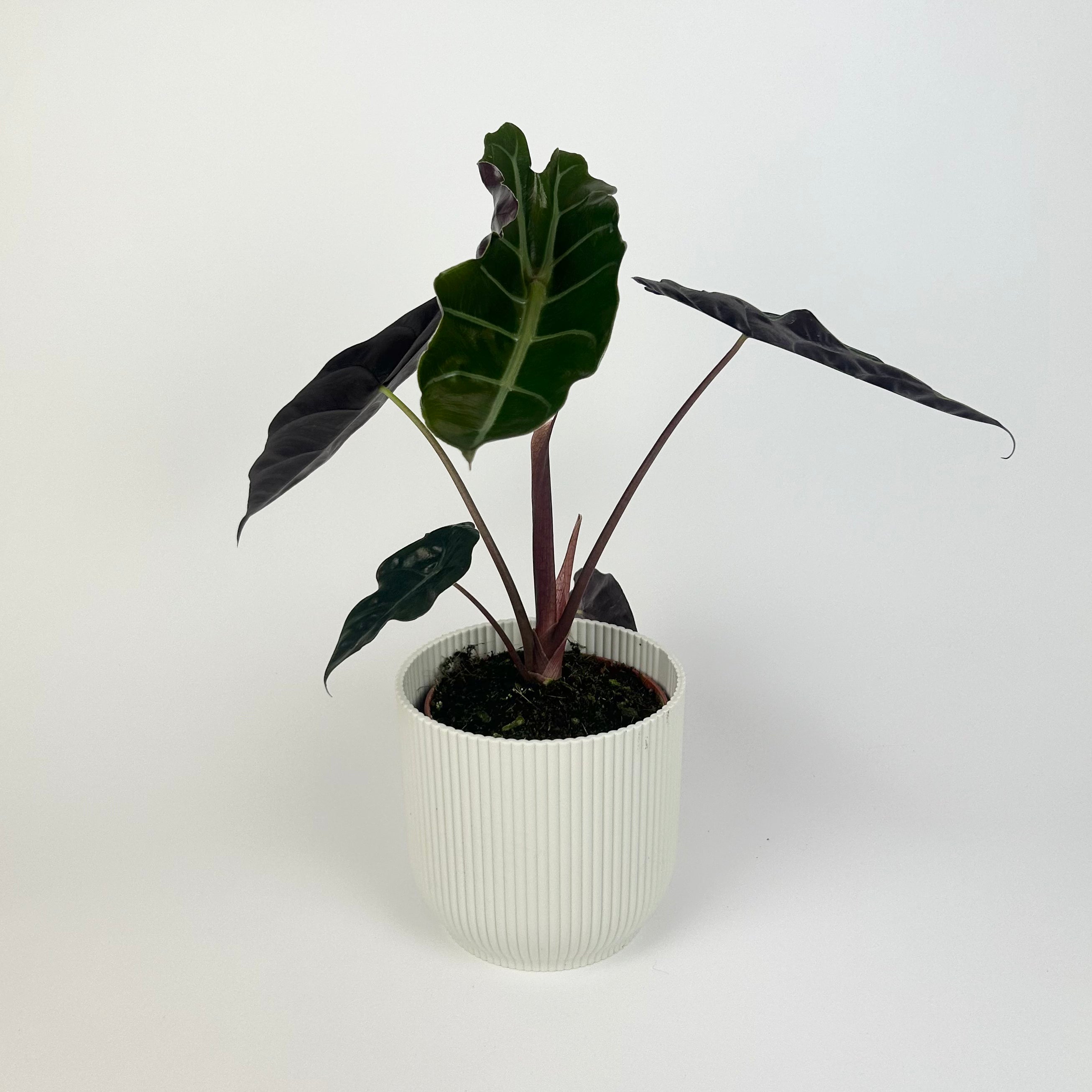 Alocasia Chantrieri 12cm Houseplant