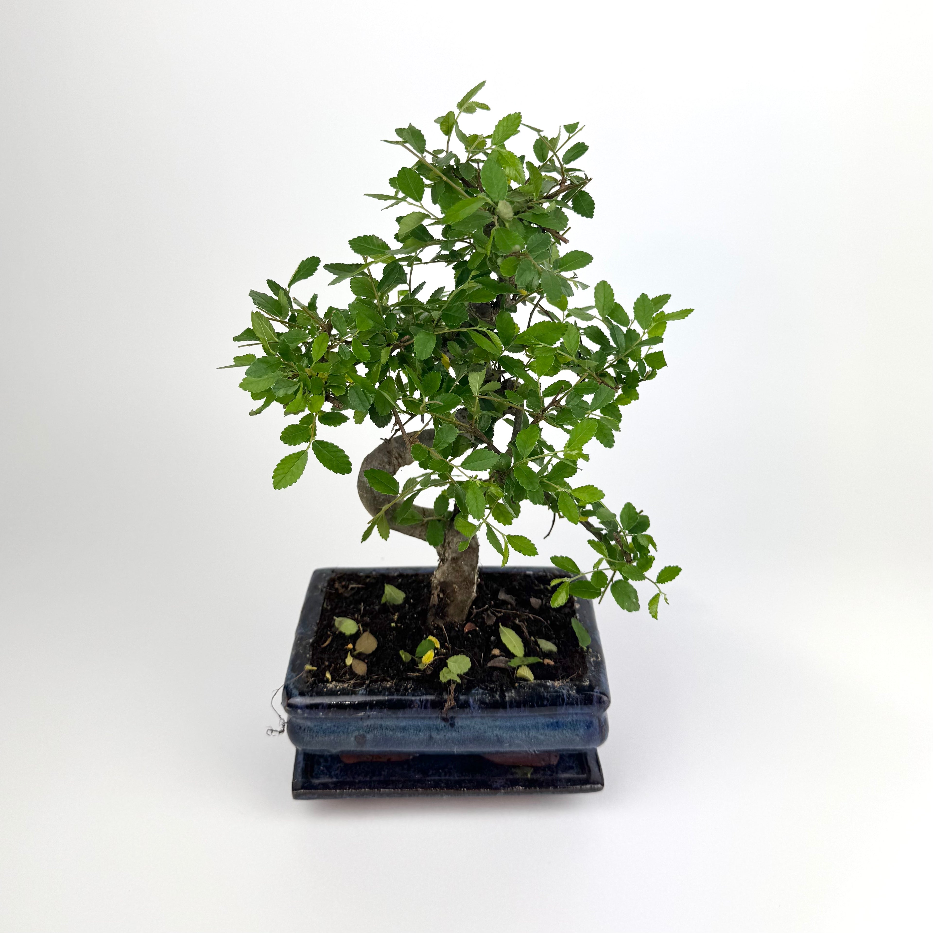 Bonsai Zelkova S-Shape 15cm Houseplant