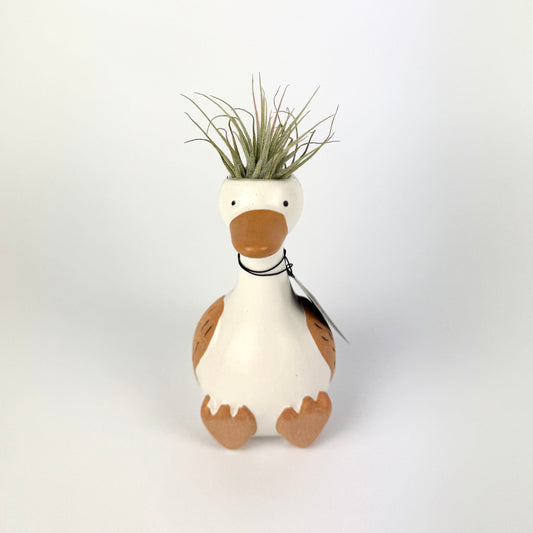 Tillandsia Silly Goose Ceramic