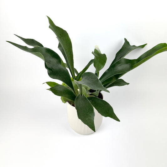 Platycerium Bifurcatum 12cm Pot Size Houseplant