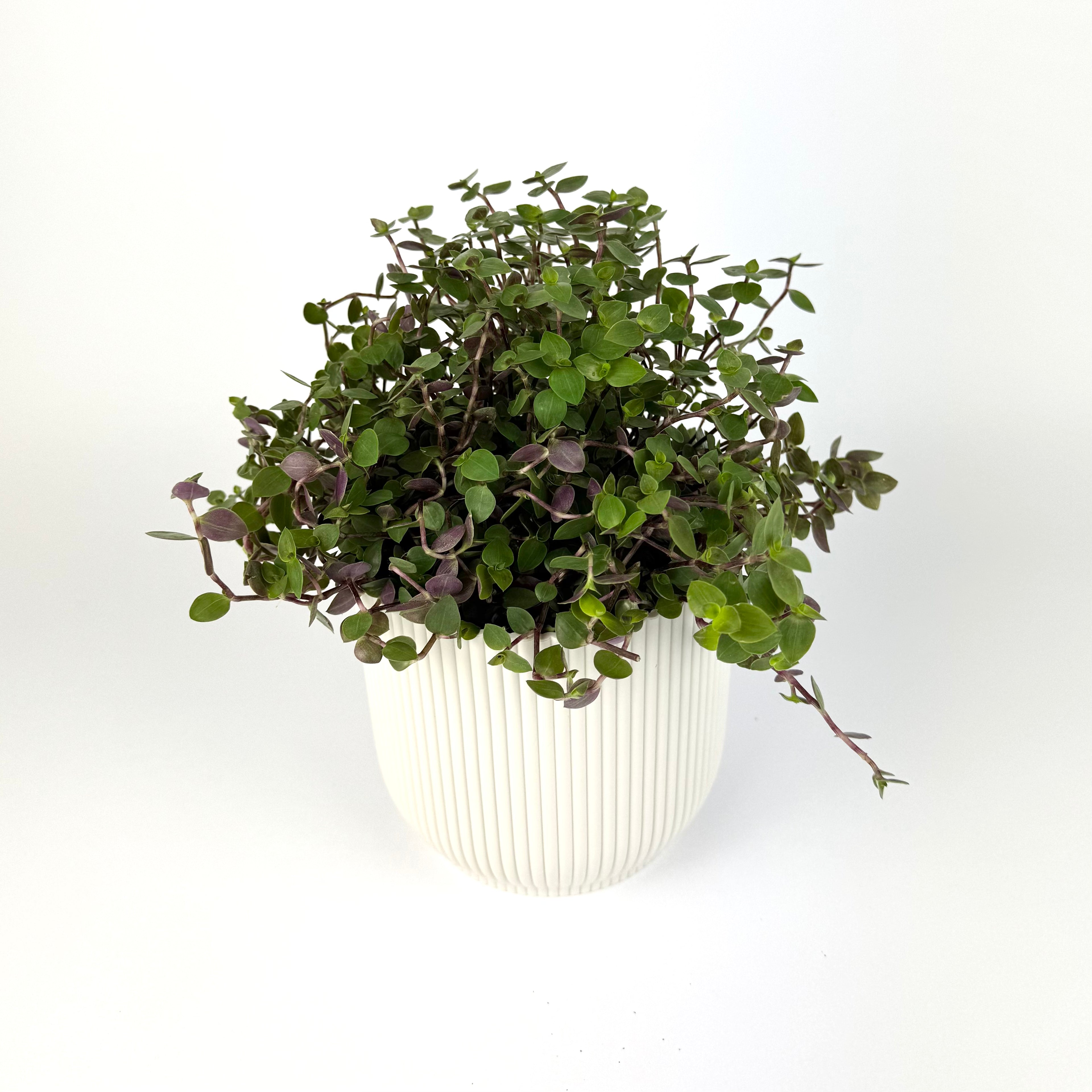 Callisia Repens 12cm Pot Size Houseplant