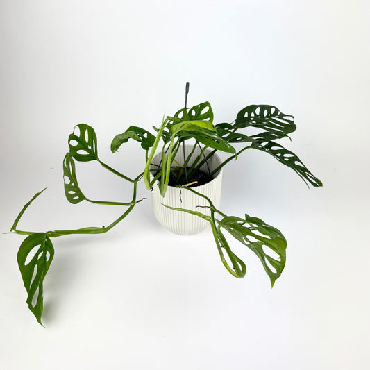Hanging Monstera Monkeyleaf 12cm Houseplant