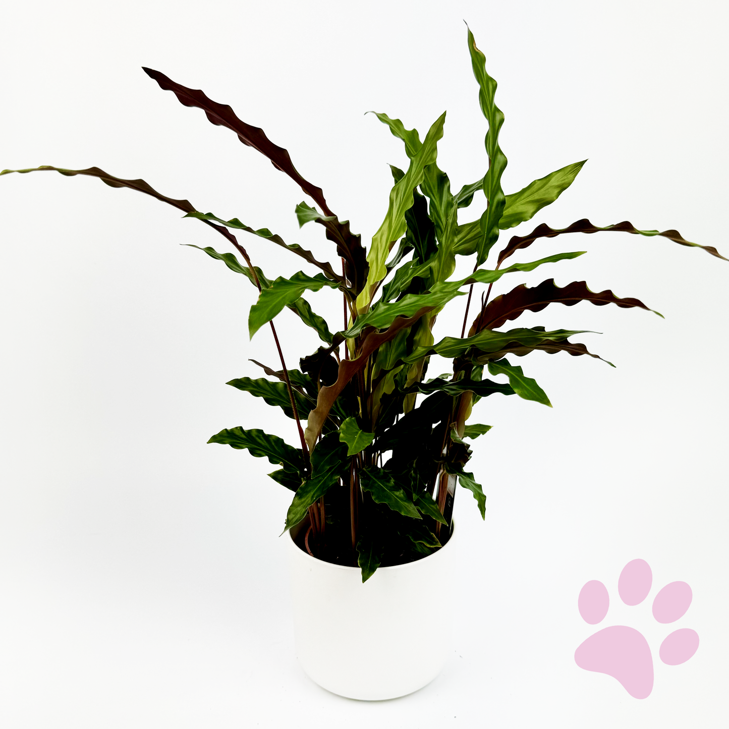 Furry Feather Calathea Indoor Houseplant