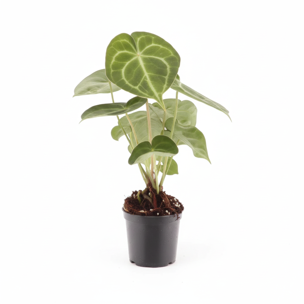 Anthurium Clarinervium 7cm Houseplant
