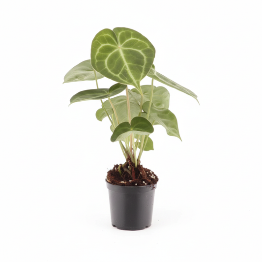 Anthurium Clarinervium 7cm Houseplant