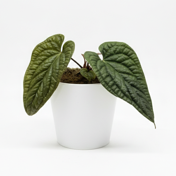 Anthurium Radicans x Luxurians 21cm Houseplant