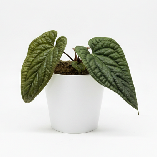 Anthurium Radicans x Luxurians 21cm Houseplant